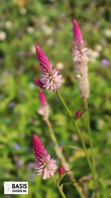 Hanekam Flamingo Pink Celosia Spicata | Basiszaden.nl