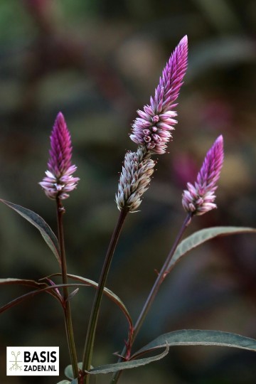 Hanekam Flamingo Pink Celosia Spicata | Basiszaden.nl
