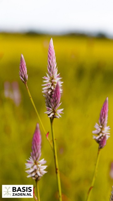 Hanekam Flamingo Pink Celosia Spicata | Basiszaden.nl