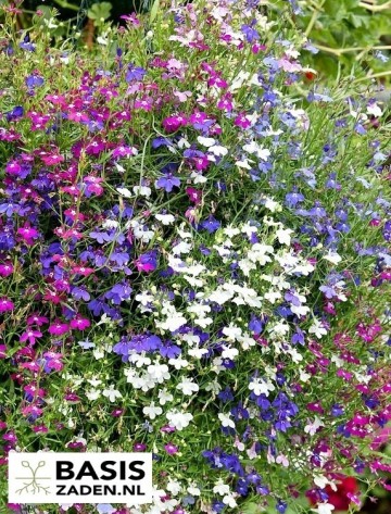 Lobelia Cascade kleurenmix Lobelia erinus var pendula | Basiszaden.nl