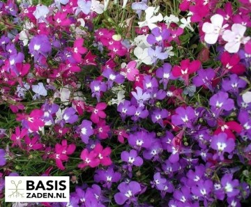 Lobelia Cascade kleurenmix Lobelia erinus var pendula | Basiszaden.nl
