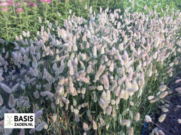 Hazenstaartje Lagurus Ovatus | Basiszaden.nl