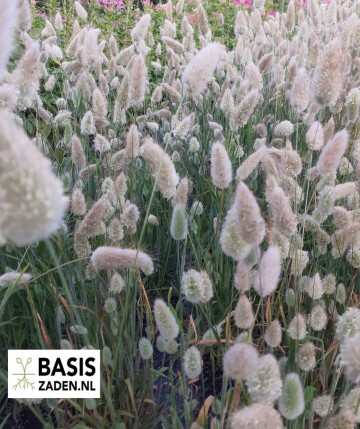 Hazenstaartje Lagurus Ovatus | Basiszaden.nl