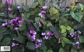 Bonavist Hyacintboon Dolichos lablab | Basiszaden.nl