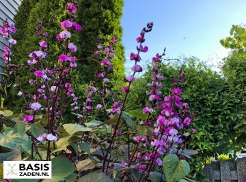 Bonavist Hyacintboon Dolichos lablab | Basiszaden.nl