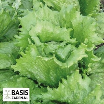 IJsbergsla Great Lakes 118 Lactuca sativa | Basiszaden.nl