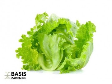 IJsbergsla Great Lakes 118 Lactuca sativa | Basiszaden.nl