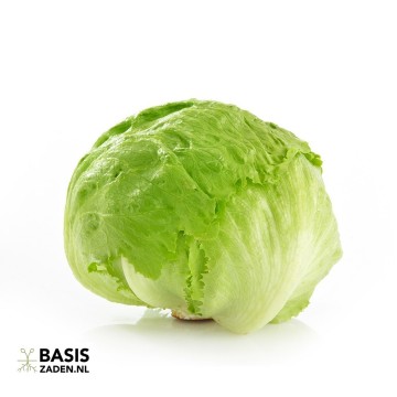 IJsbergsla Great Lakes 118 Lactuca sativa | Basiszaden.nl