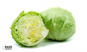 IJsbergsla Great Lakes 118 Lactuca sativa | Basiszaden.nl