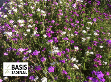 IJzerhard of Verbena lilac blue Verbena tenuisecta | Basiszaden.nl