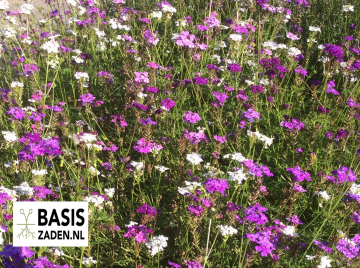 IJzerhard Verbena Moss Verbena lilac blue | Basiszaden.nl