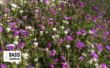 IJzerhard Verbena Moss Verbena lilac blue | Basiszaden.nl