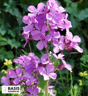 Judaspenning Violet Honesty Lunaria annua | Basiszaden.nl