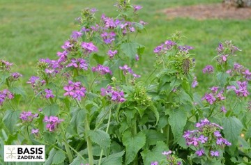 Judaspenning Violet Honesty Lunaria annua | Basiszaden.nl