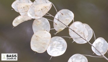 Droogbloemen pakket | Basiszaden.nl