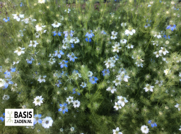 Juffertje-in-het-groen Persian Jewels Nigella damascena | Basiszaden.nl