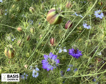 Juffertje-in-het-groen Persian Jewels Nigella damascena | Basiszaden.nl