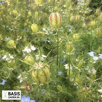 Juffertje-in-het-groen Persian Jewels Nigella damascena | Basiszaden.nl