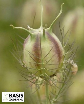 Juffertje-in-het-groen Persian Jewels Nigella damascena | Basiszaden.nl