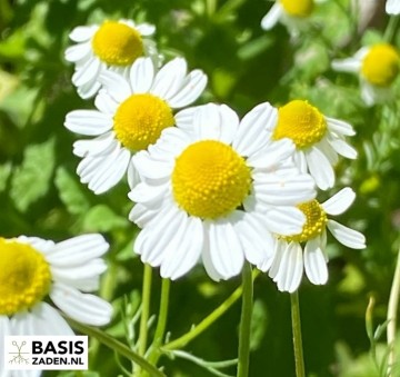 Kamille Matricaria chamomilla | Basiszaden.nl