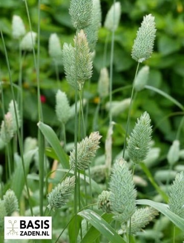 Kanariegras Phalaris canariensis | Basiszaden.nl