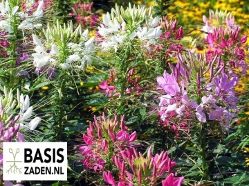 Kattensnor Colour mix Cleome spinosa | Basiszaden.nl