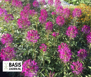 Kattensnor Colour mix Cleome spinosa | Basiszaden.nl