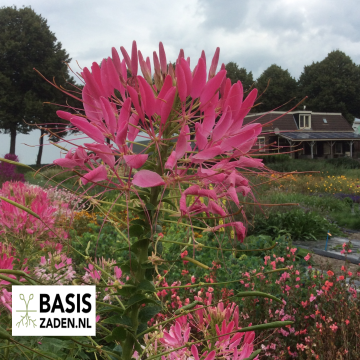 Kattensnor Colour mix Cleome spinosa | Basiszaden.nl