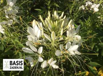 Kattensnor Colour mix Cleome spinosa | Basiszaden.nl