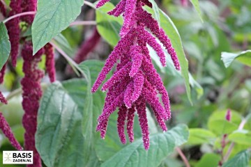 Kattenstaartamarant Amaranthus caudatus Red | Basiszaden.nl