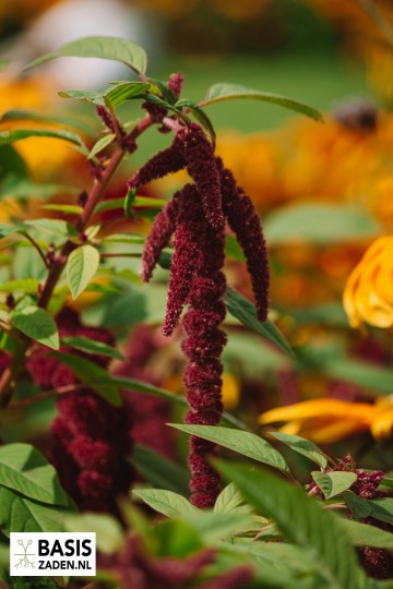 Kattenstaartamarant Amaranthus caudatus Red | Basiszaden.nl