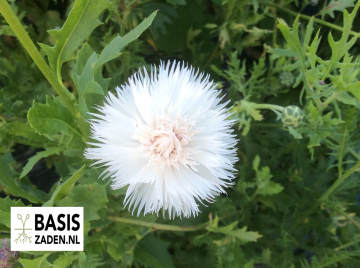 Keizerskorenbloem Imperialis mix Centaurea moschata | Basiszaden.nl