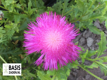 Keizerskorenbloem Imperialis mix Centaurea moschata | Basiszaden.nl