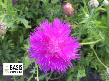 Keizerskorenbloem Imperialis mix Centaurea moschata | Basiszaden.nl