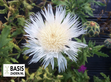 Keizerskorenbloem Imperialis mix Centaurea moschata | Basiszaden.nl