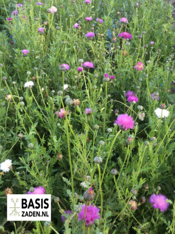 Keizerskorenbloem Imperialis mix Centaurea moschata | Basiszaden.nl