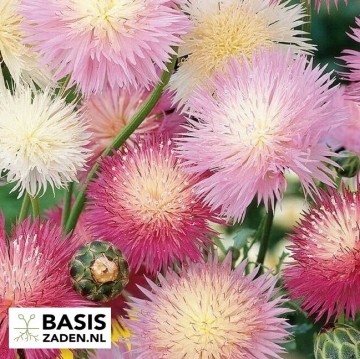 Keizerskorenbloem Imperialis mix Centaurea moschata | Basiszaden.nl