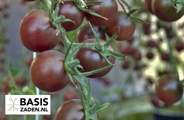 Kers-tomaat Chocolate Cherry Solanum lycopersicum | Basiszaden.nl