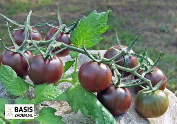 Kers-tomaat Chocolate Cherry Solanum lycopersicum | Basiszaden.nl
