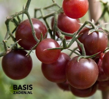 Kers-tomaat Chocolate Cherry Solanum lycopersicum | Basiszaden.nl