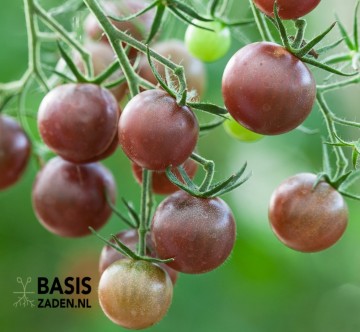 Kers-tomaat Chocolate Cherry Solanum lycopersicum | Basiszaden.nl