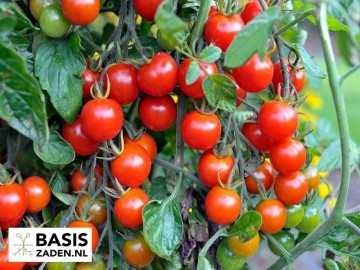 Kers-tomaat Sweetie Solanum lycopersicum | Basiszaden.nl