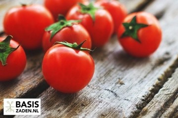 Kers-tomaat Sweetie Solanum lycopersicum | Basiszaden.nl