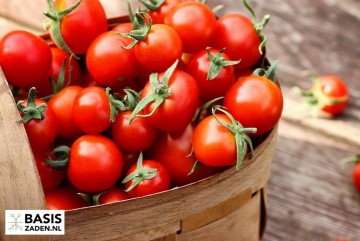 Kers-tomaat Sweetie Solanum lycopersicum | Basiszaden.nl