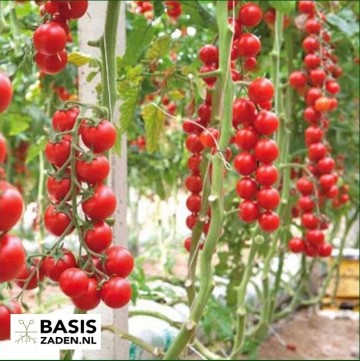 Kers-tomaat Sweetie Solanum lycopersicum | Basiszaden.nl