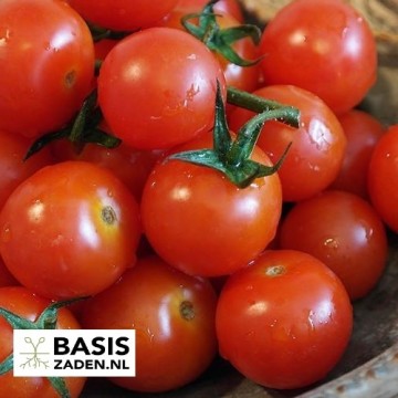 Kers-tomaat Sweetie Solanum lycopersicum | Basiszaden.nl
