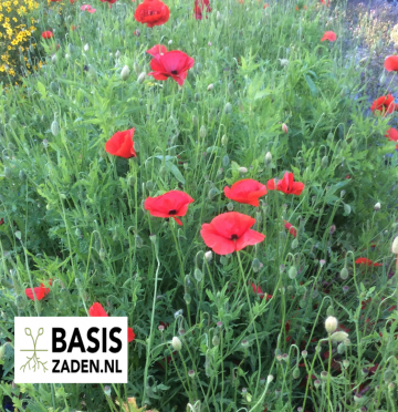 Klaproos Single Red Papaver rhoeas | Basiszaden.nl