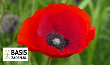 Klaproos Single Red Papaver rhoeas | Basiszaden.nl