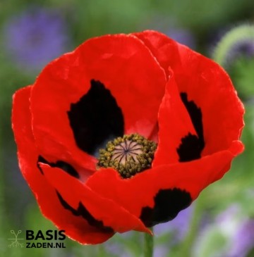 Klaproos Ladybird Papaver commutatum | Basiszaden.nl