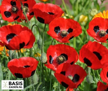 Klaproos Ladybird Papaver commutatum | Basiszaden.nl